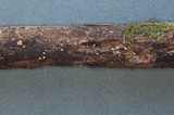 Entoloma cephalotrichum image