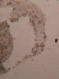 Entoloma cephalotrichum image