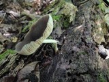 Pluteus americanus image