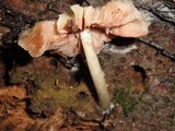 Pluteus americanus image