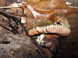 Pluteus americanus image