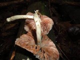 Pluteus americanus image