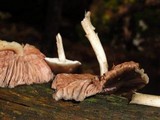 Pluteus americanus image
