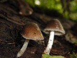 Pluteus americanus image