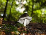 Pluteus americanus image