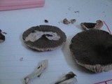 Pluteus americanus image