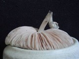 Pluteus americanus image