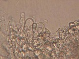 Entoloma cephalotrichum image