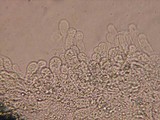 Entoloma cephalotrichum image