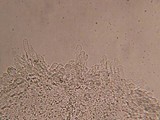 Entoloma cephalotrichum image