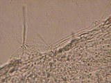 Entoloma cephalotrichum image