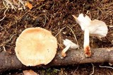 Lentinula boryana image