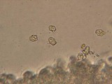 Entoloma cephalotrichum image