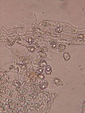 Entoloma cephalotrichum image