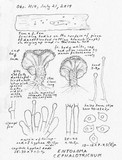 Entoloma cephalotrichum image