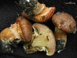 Suillus lakei image