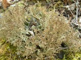 Cladonia multiformis image