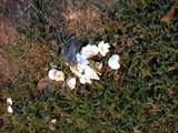 Leucocoprinus cepistipes image