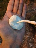 Leucocoprinus cepistipes image