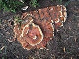 Ganoderma sessile image