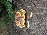 Ganoderma sessile image