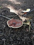 Ganoderma sessile image