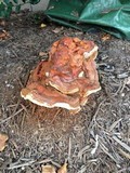Ganoderma sessile image