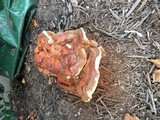 Ganoderma sessile image