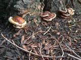 Ganoderma sessile image