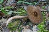 Pluteus umbrosus image