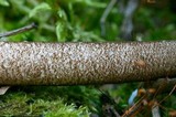 Pluteus umbrosus image