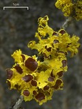 Vulpicida canadensis image