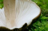 Pluteus granularis image