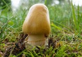 Amanita crocea image