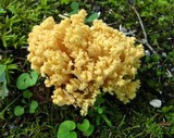 Ramaria flava image