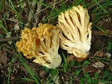Ramaria flava image