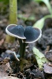 Mycenella lasiosperma image