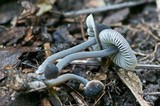 Mycenella lasiosperma image