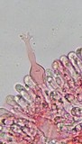 Mycenella lasiosperma image