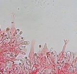 Mycenella lasiosperma image