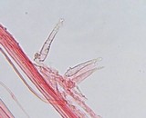 Mycenella lasiosperma image