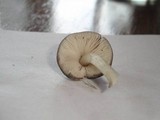 Pluteus americanus image