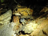 Pluteus americanus image