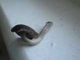 Pluteus americanus image