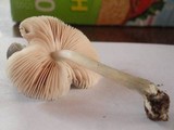 Pluteus americanus image
