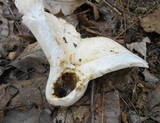 Lactarius deceptivus image