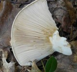 Lactarius deceptivus image