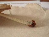 Pluteus americanus image