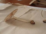Pluteus americanus image