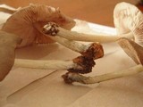 Pluteus americanus image